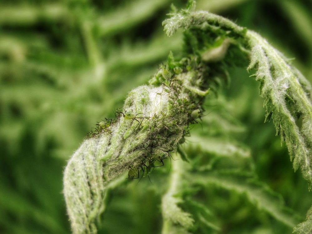 Фотография автора Екатерина Солохина