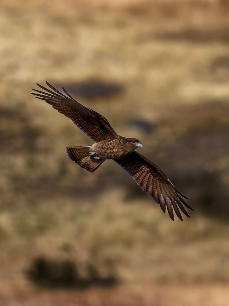 Carancho Cordillerano in Flight