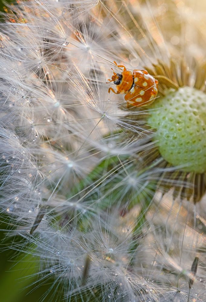 Photograph by S. Dana