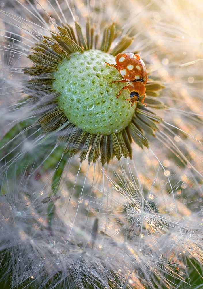 Photograph by S. Dana