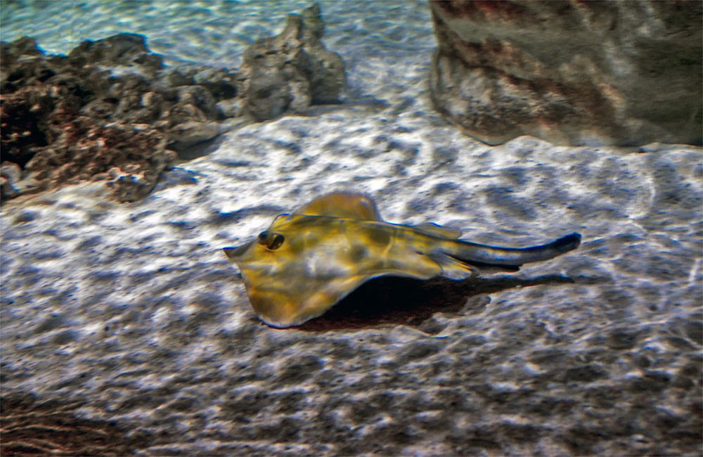 Ocean stingray