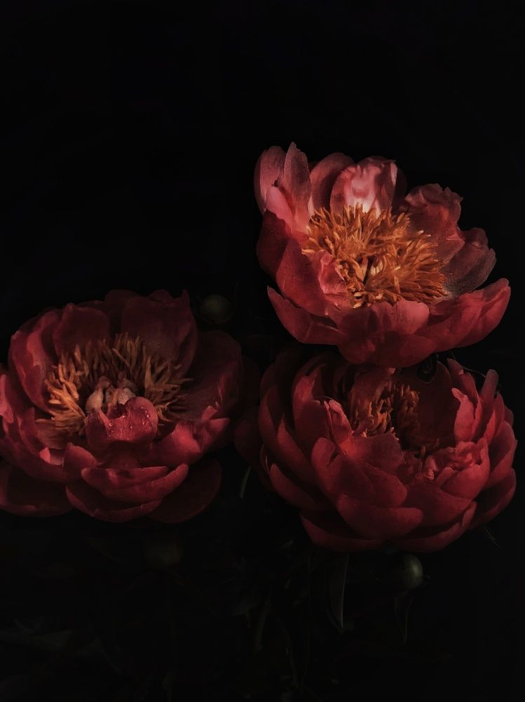 Photograph by Олеся Хижко
