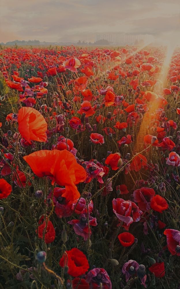 Фотография автора Сергей Кульков