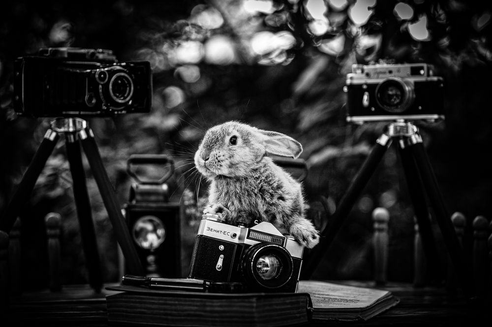 Фотография автора Михаил Лупина