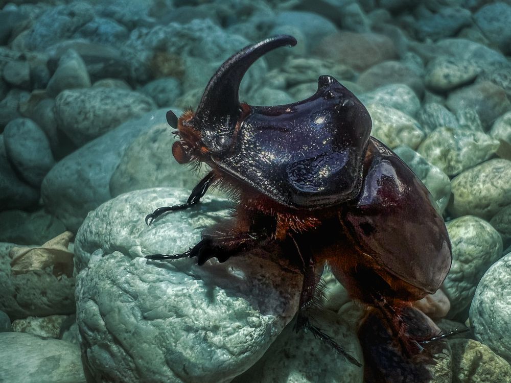 Photograph by Николов Андриян