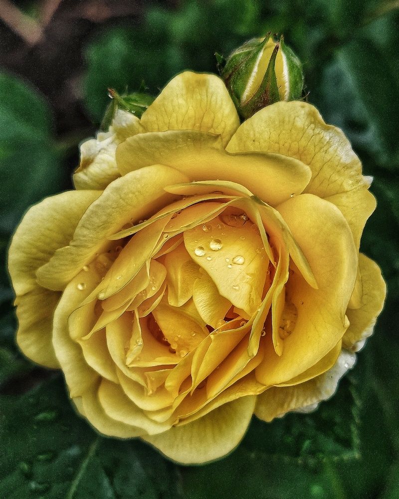 Жёлтая роза