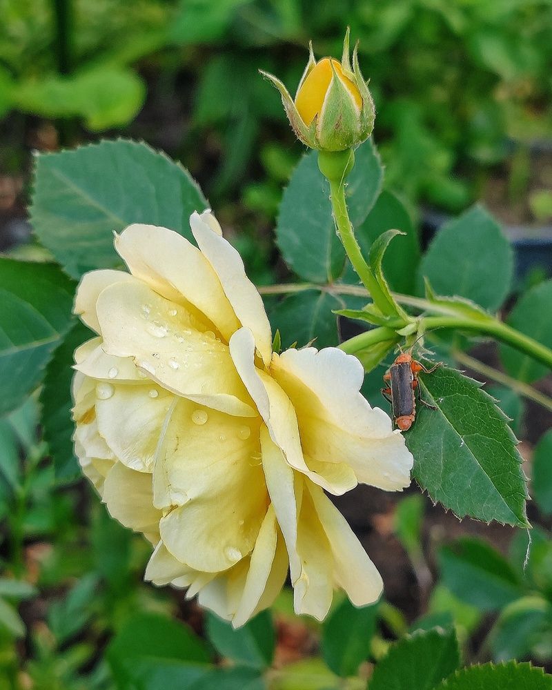 А у нас во дворе