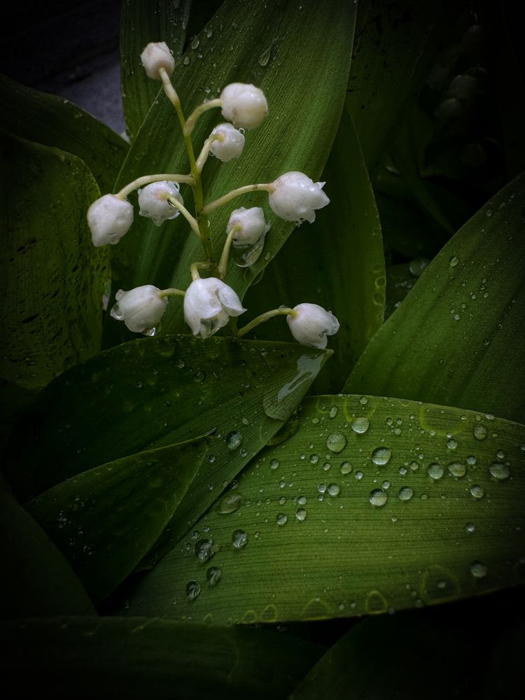 Photograph by Groznetskaya