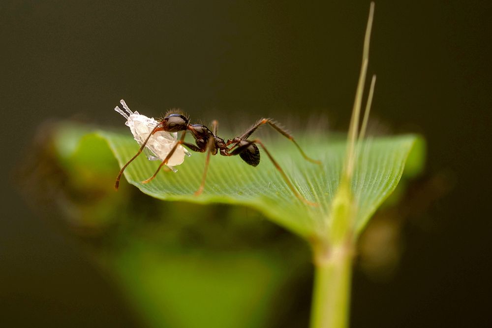 A tiny powerhouse of devotion