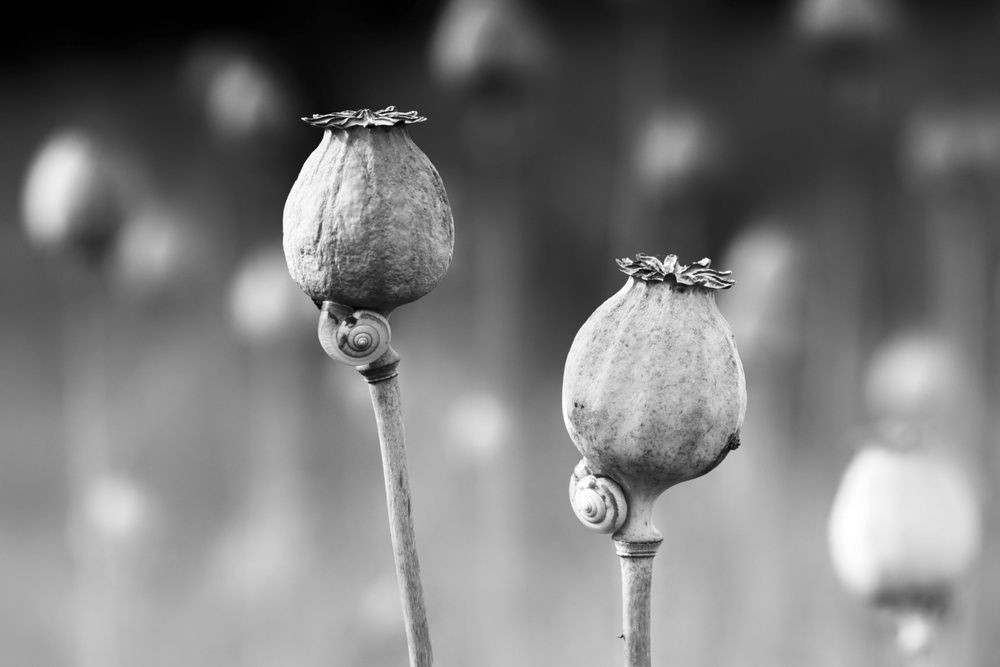 Photograph by Angelika Kopják