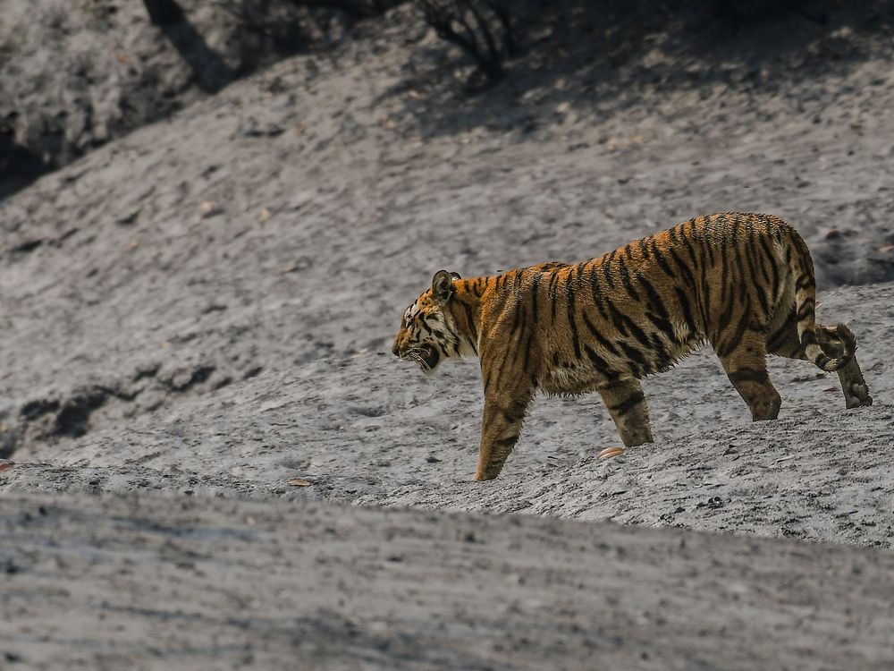 THE BENGAL TIGER