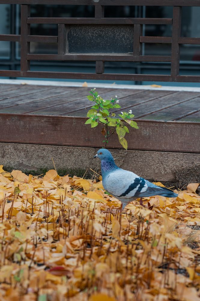 Photograph by Sinh Le Van