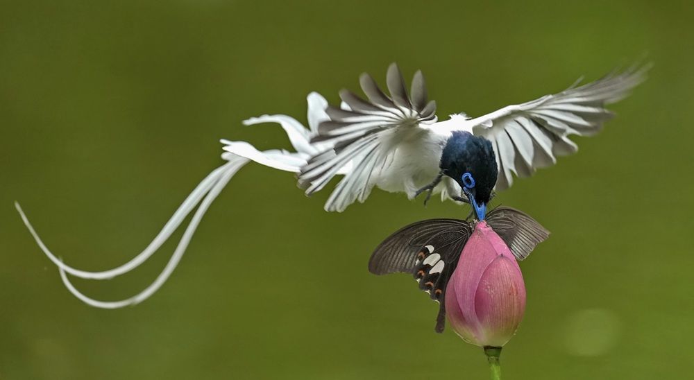 Photograph by KC Wong