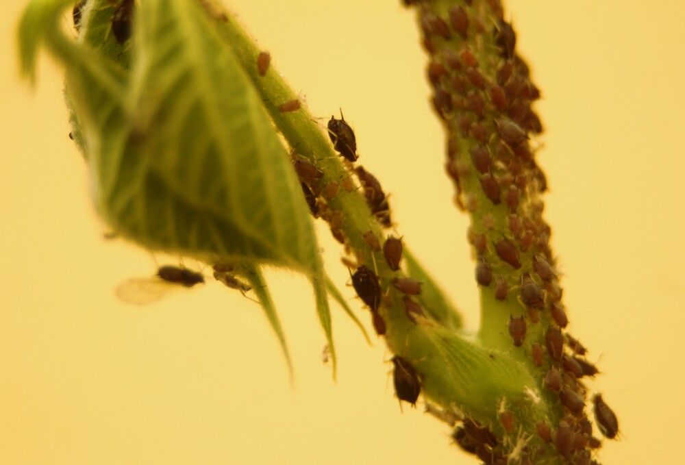 Фотография автора Nadarajan Lakshmanswamy