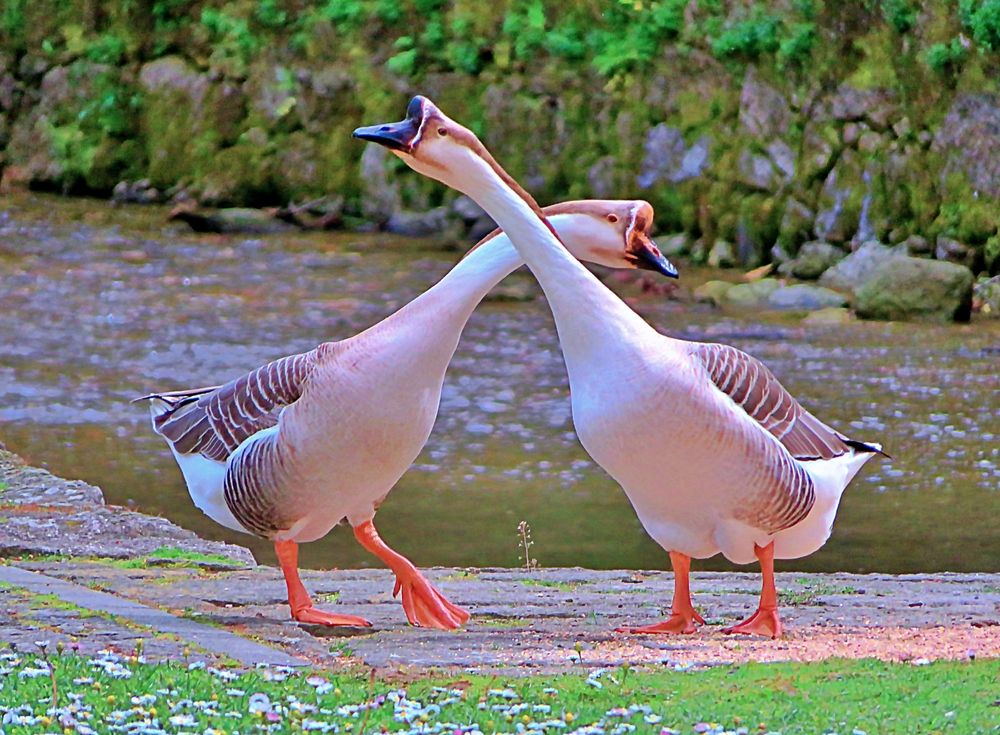 Geese