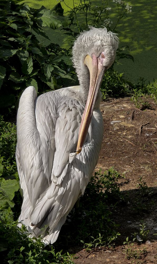 Photograph by Сушкевич Светлана