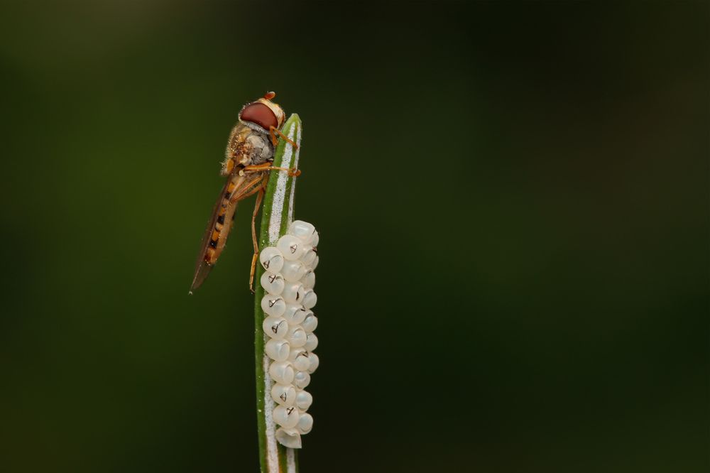 Фотография автора Yakup Temel
