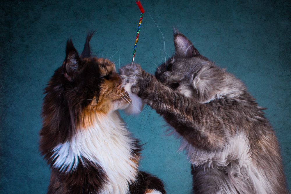 Fiesta Gross Team & Чародейка Алтан Хатан, maine coon
