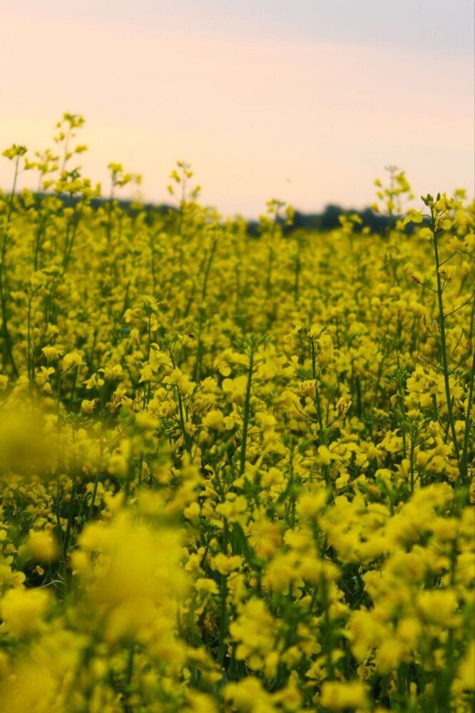 Photograph by Арина Новицкая