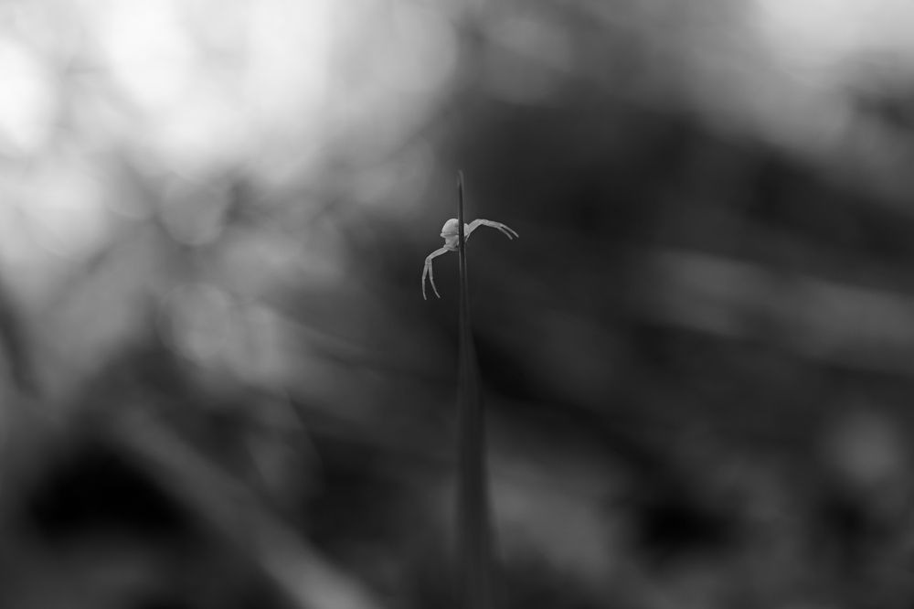 Photograph by Михаил Косолапов