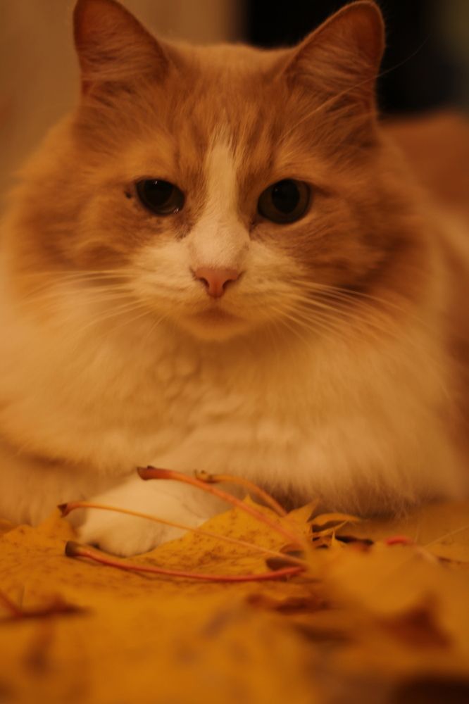 Photograph by Людмила Липаткина