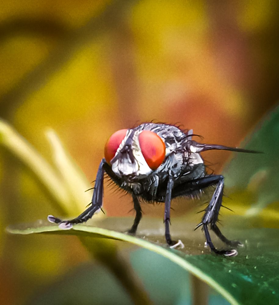 Photograph by Kishan Upadhyay