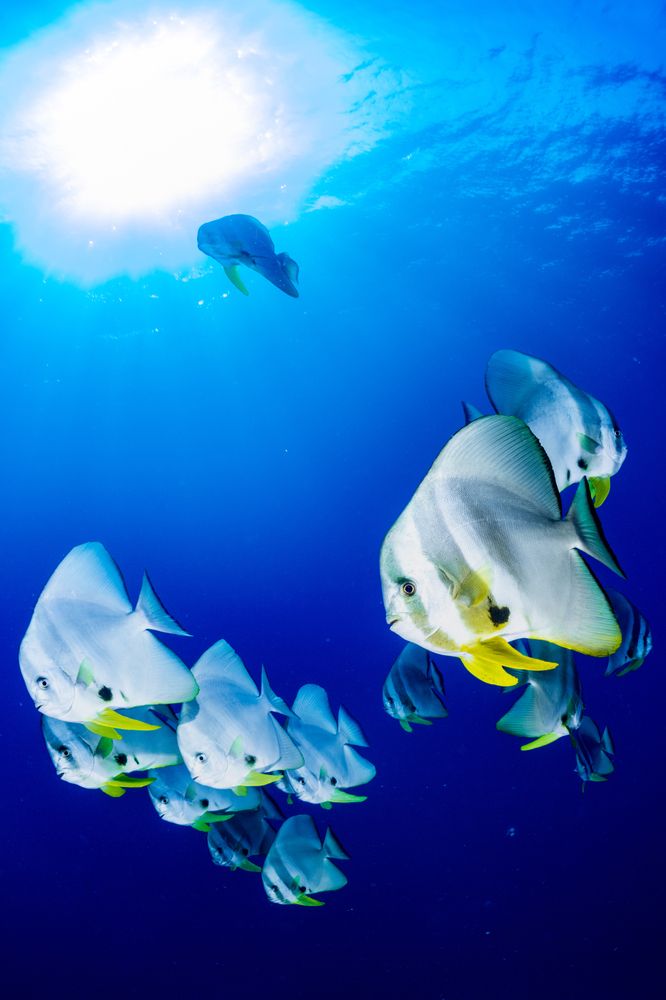 Фотография автора Go Nagai