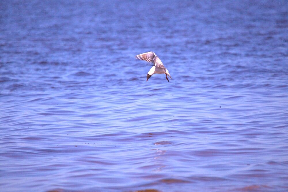 Чайка на рыбалке