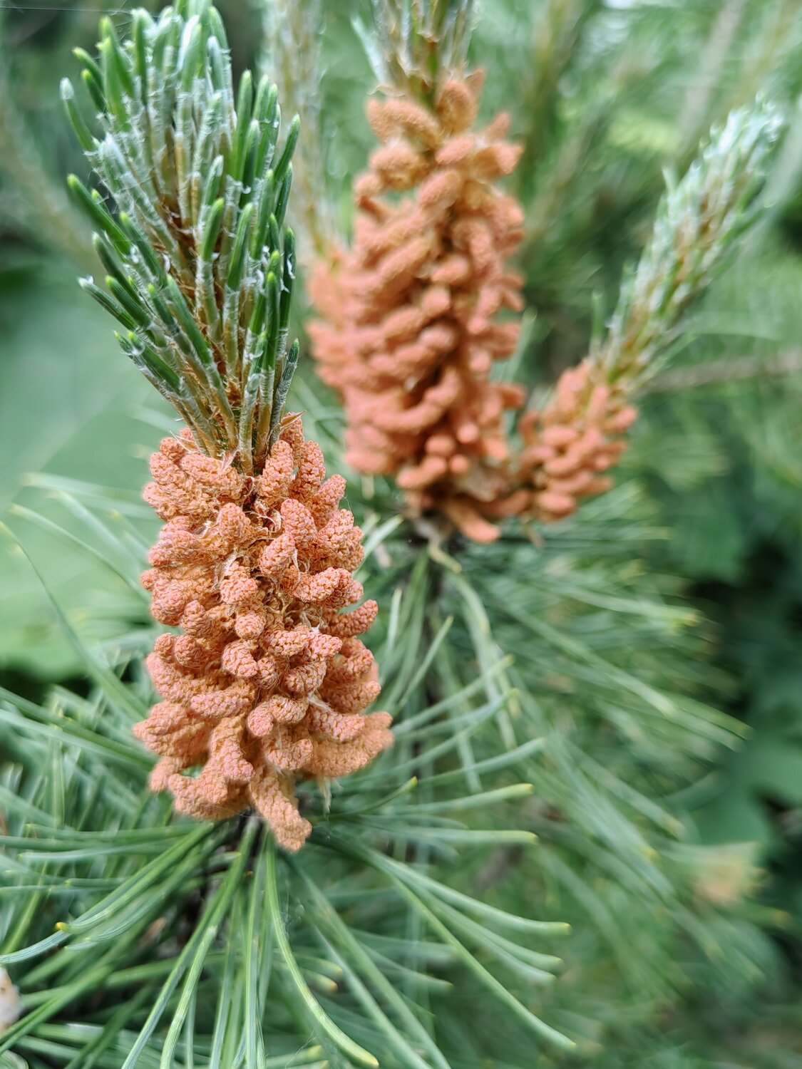 Ель