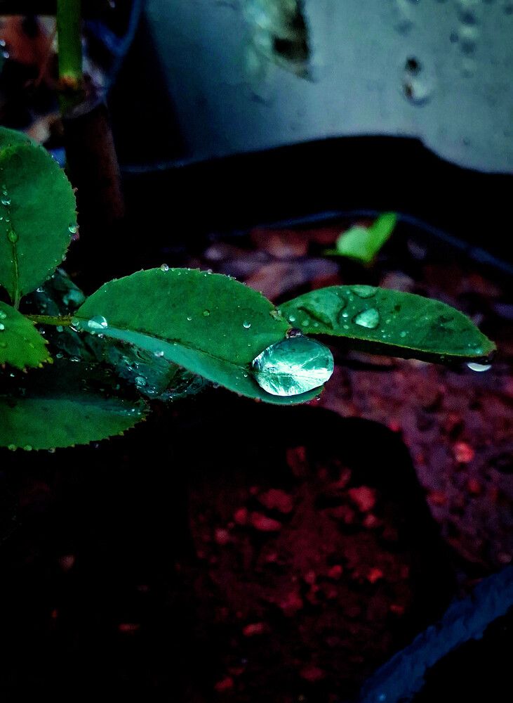 Nature\'s jewel