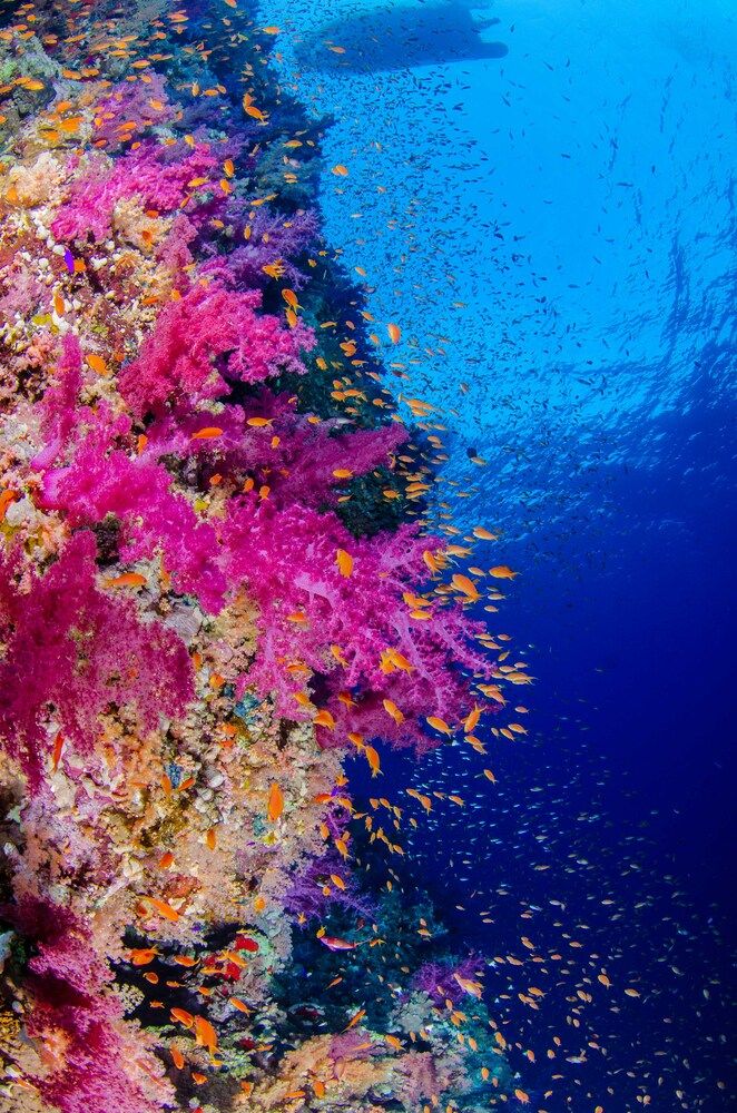 Фотография автора ERIKA BEUX