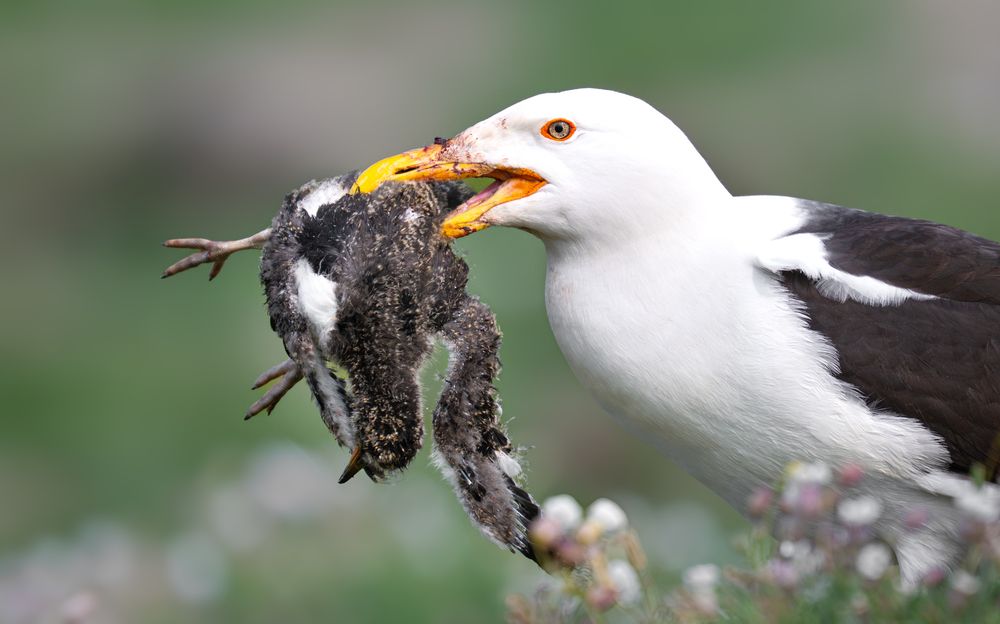 “The Harsh Beauty of Nature: Predator Meets Puffling on Skomer Island”
