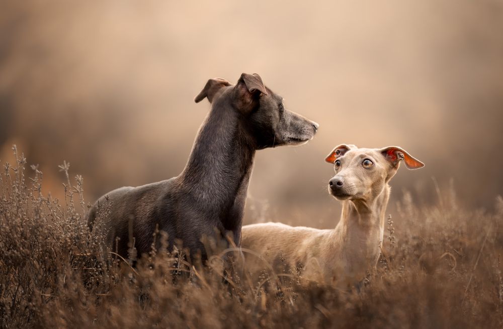 Photograph by Yong Lei van Barlingen