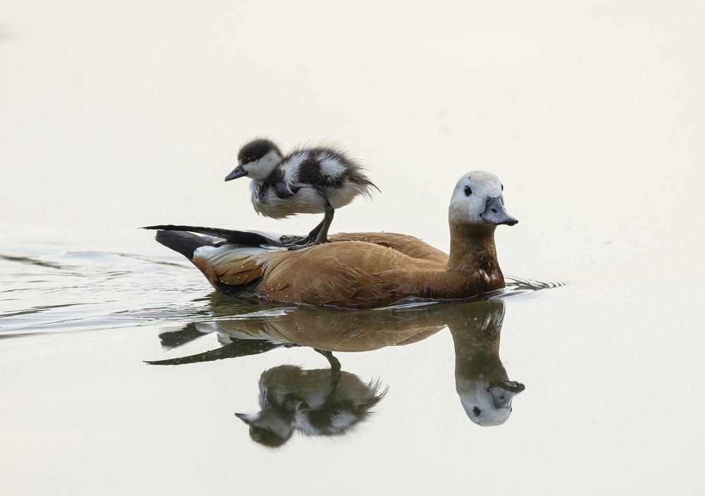 Photograph by Анатолий Макоедов
