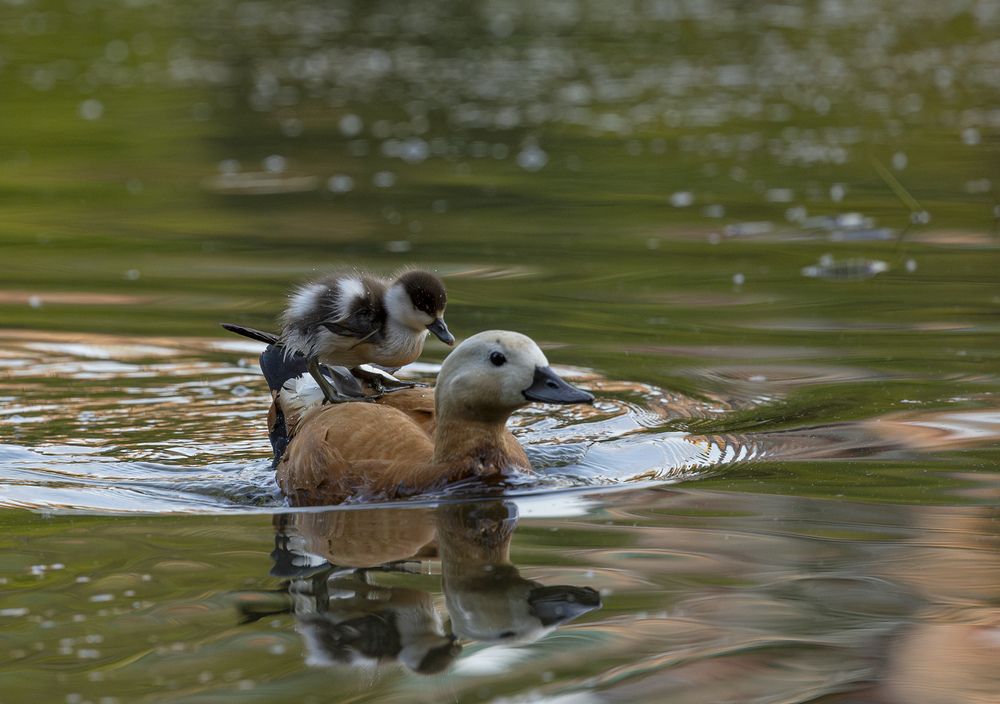 Photograph by Анатолий Макоедов