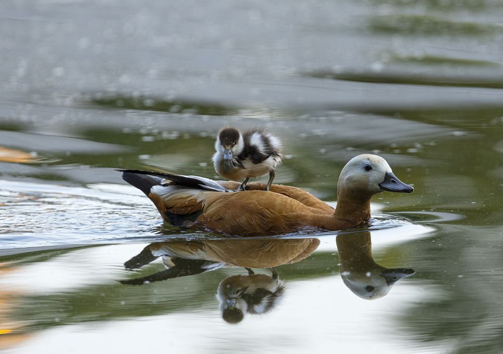 Фотография автора Анатолий Макоедов