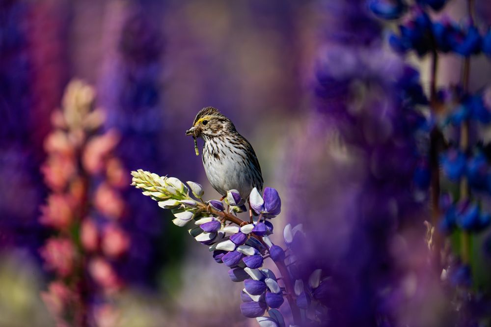 Savannah Sparrow Hunting inside a Lupin Garden