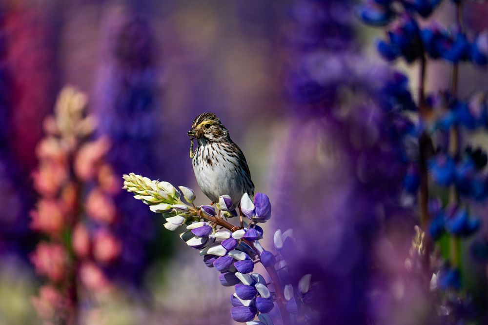 Photograph by Athul Konikkara