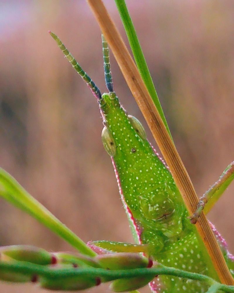 Grasshopper