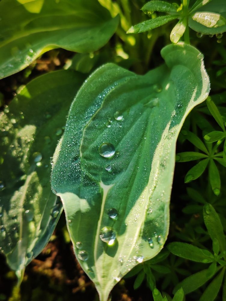 Photograph by Olena Chertous