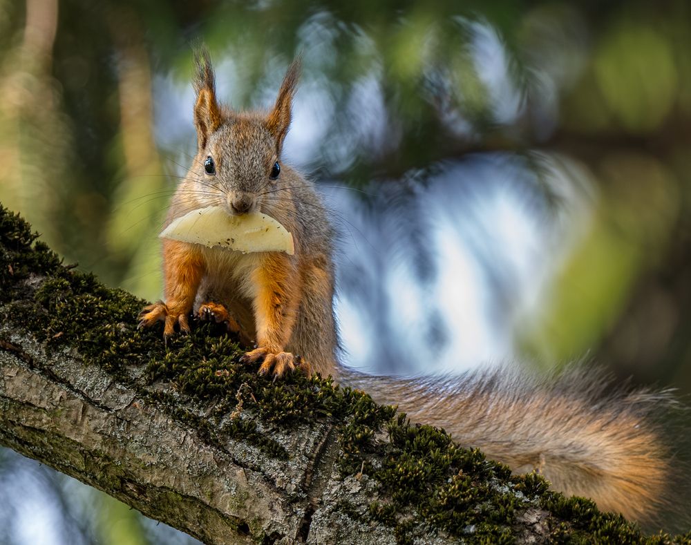 Photograph by Курлянцев Алексей
