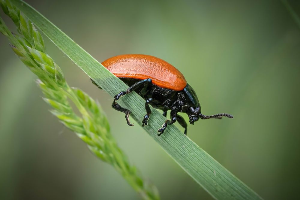 Красное и чёрное
