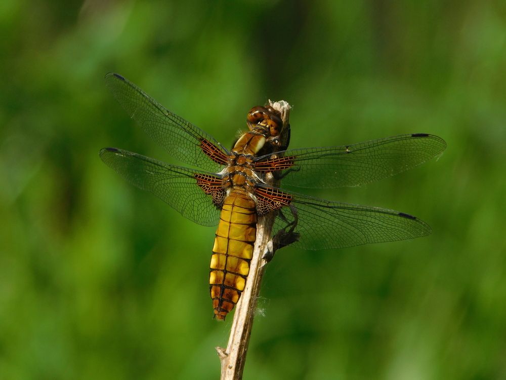 Стрекоза Плоская (Libellula depressa)