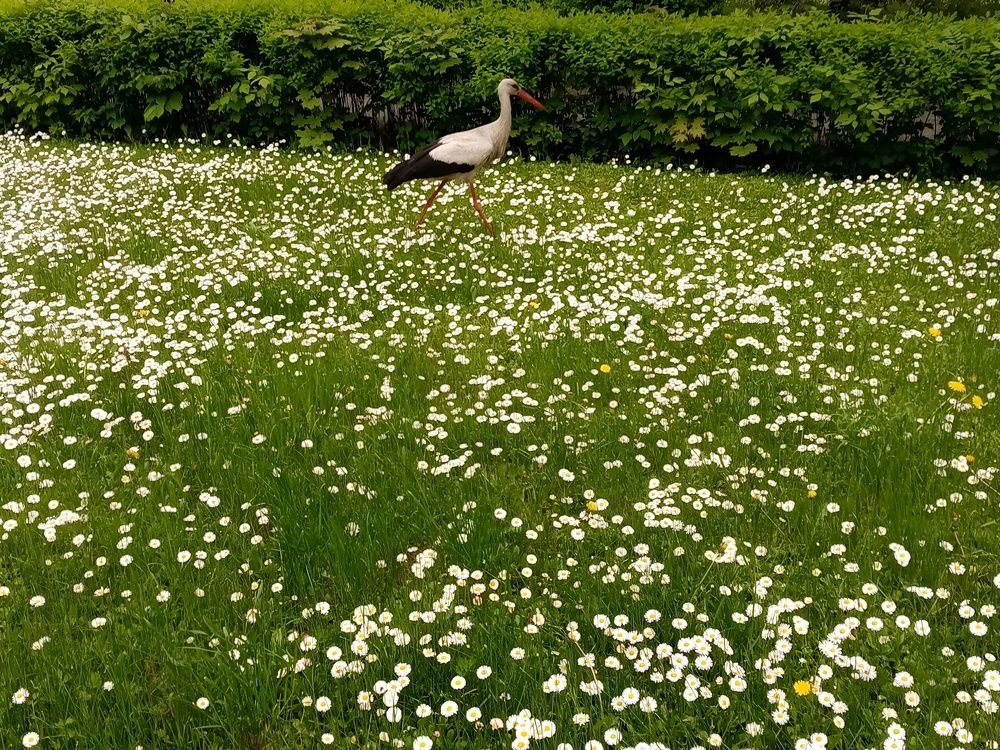 Photograph by Елена Сухорученкова