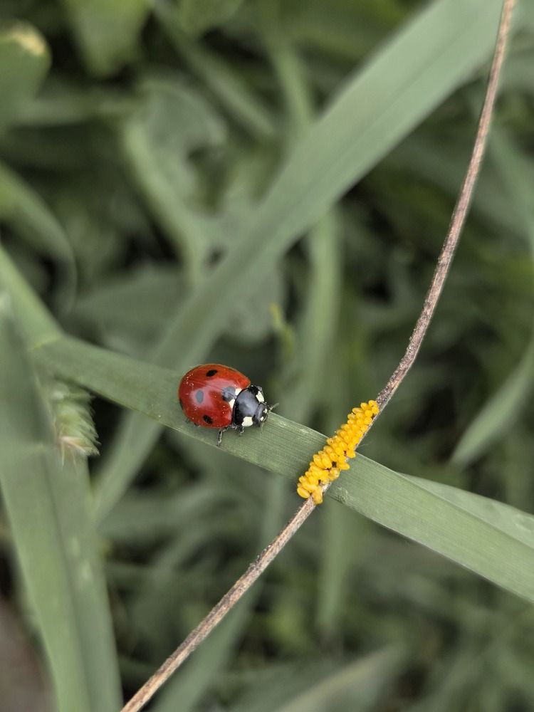 Photograph by Зоя Кулько