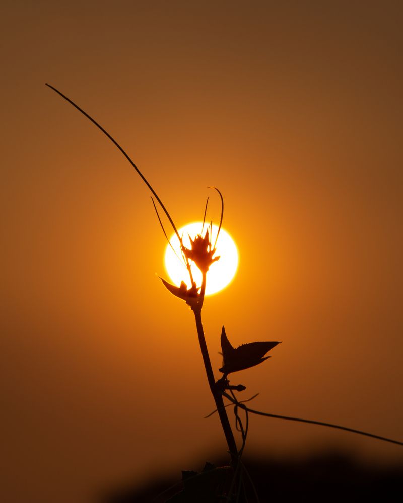 Photograph by Md Matiur Rahman