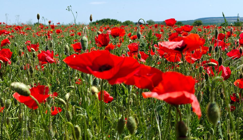 Photograph by Grădinaru Catalin
