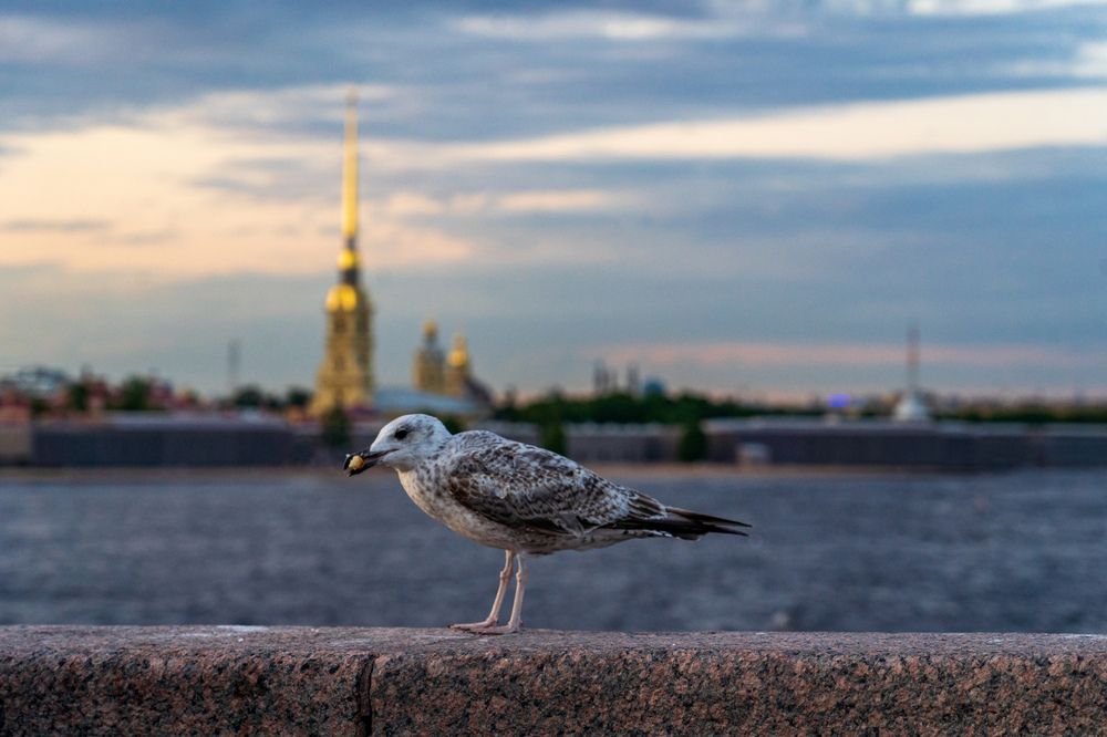 Чайка