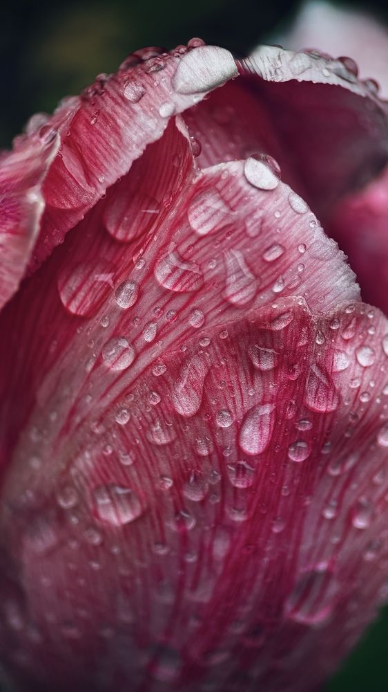 Photograph by Oxana Petlina