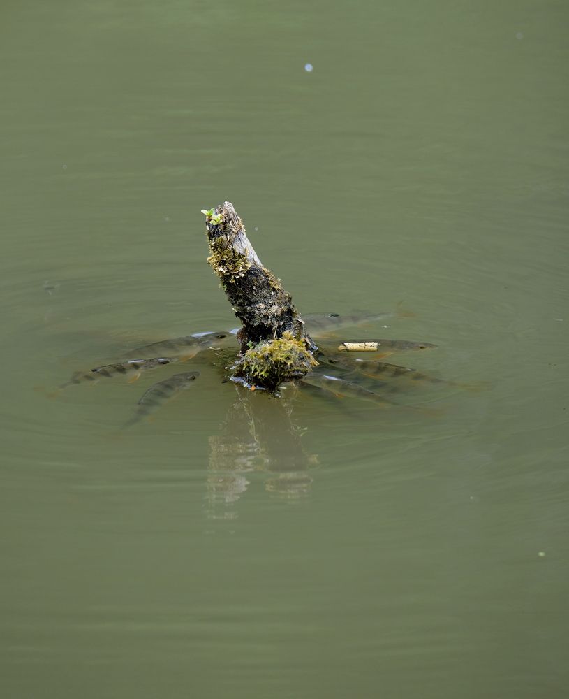 Photograph by Владимир Кирсанов